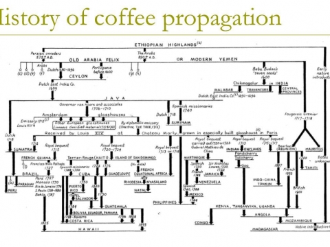 PROPAGAZIONE DEL CAFFE'