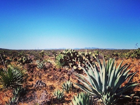 WILD AGAVE