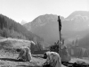 1953 RACCOLTA ERBE PER CHARTREUSE