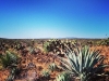 WILD AGAVE